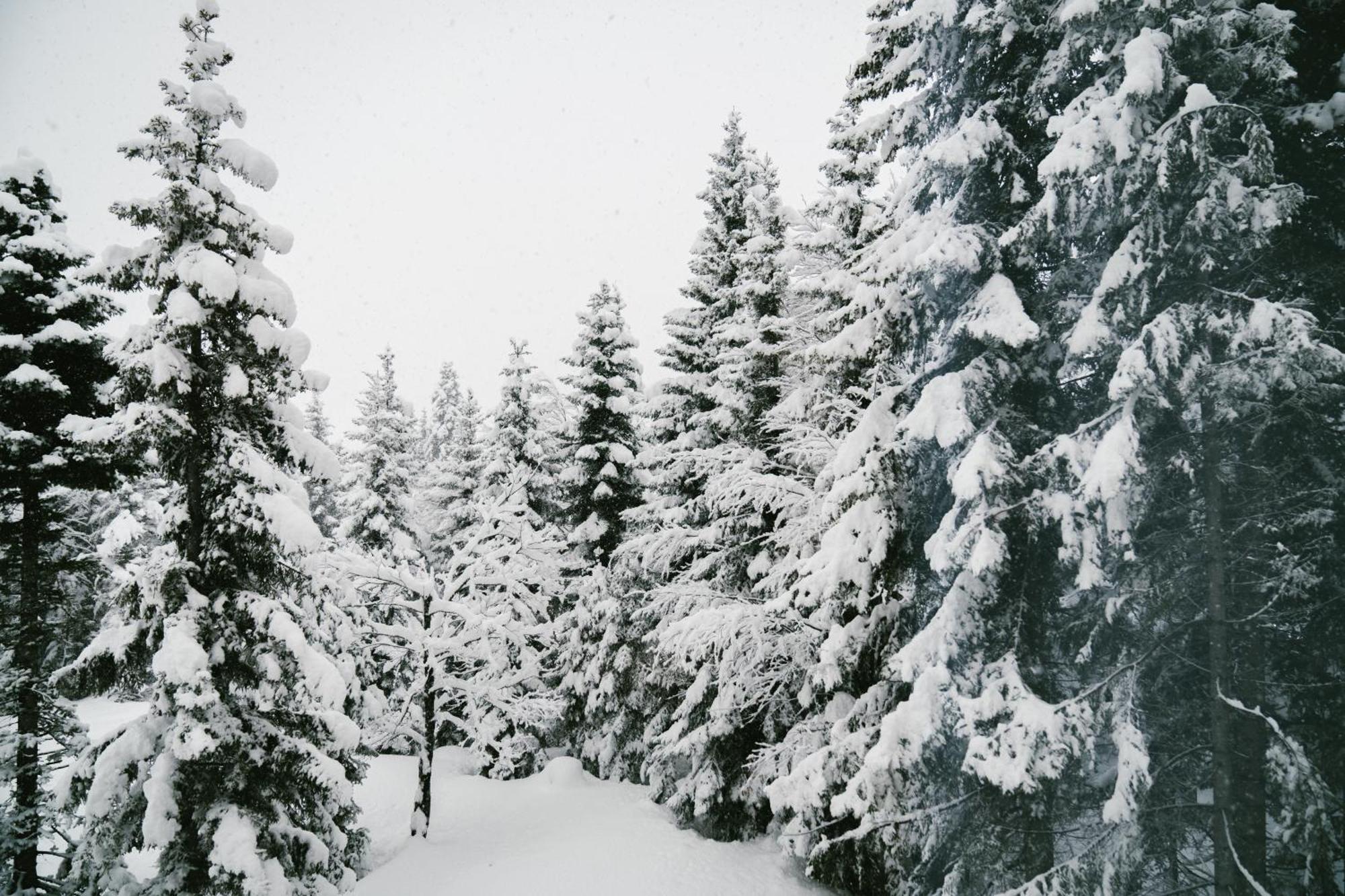 Forest Villa Goderdzi ภายนอก รูปภาพ